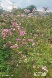 高度80厘米红花紫薇