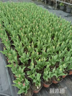 高度10厘米郁金香