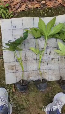 高度30厘米八角金盘