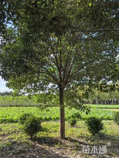 16公分大叶女贞