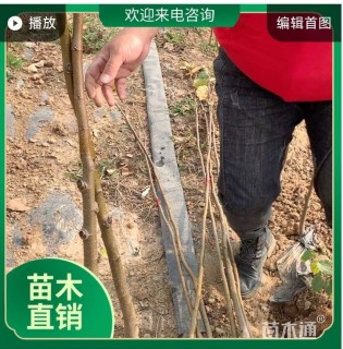 1公分欧洲小叶椴