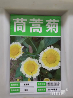 茼蒿菊种子