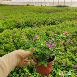 高度15厘米满天星