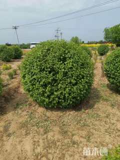冠幅100厘米榆叶梅球