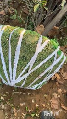 冠幅50厘米龙柏球