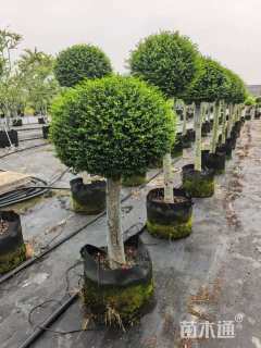 4公分造型川滇小蜡