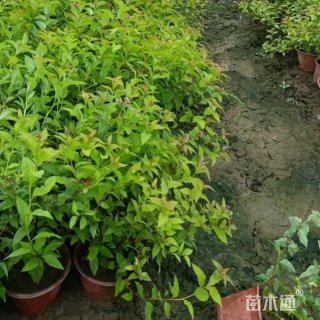 高度30厘米绣线菊小苗