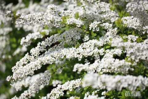 高度80厘米喷雪花
