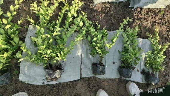 高度35厘米金森女贞