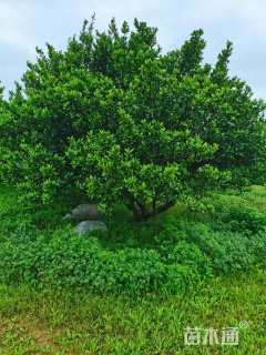 冠幅350厘米南丰王