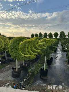 3公分造型亮金女贞