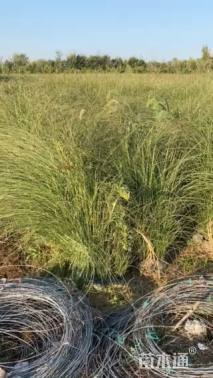高度80厘米细叶芒