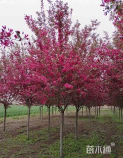 13公分北美海棠