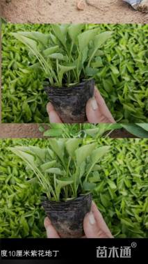 高度5厘米紫花地丁