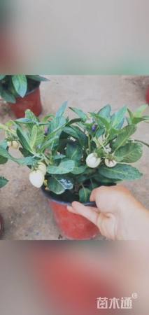 高度15厘米人参果