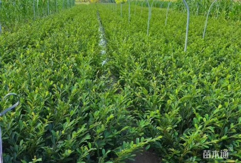 高度42厘米小叶蚊母