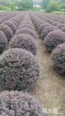 冠幅120厘米红花继木球