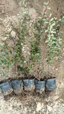 冠幅15厘米火棘球