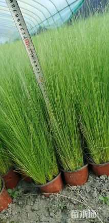 高度20厘米细茎针茅