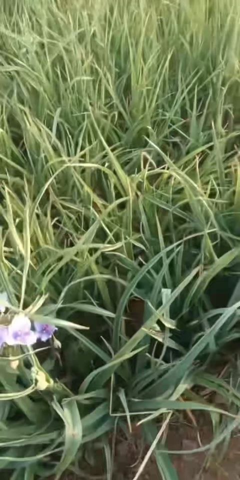 高度12厘米紫露草