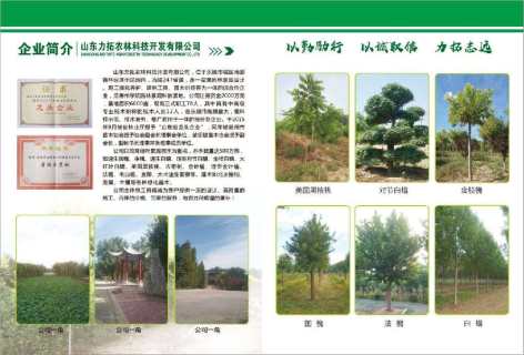 18公分绚丽海棠