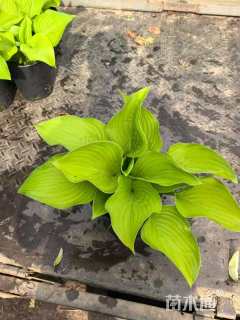 高度15厘米玉簪