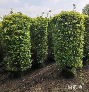 高度180厘米金禾女贞