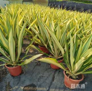 高度80厘米金边万年麻