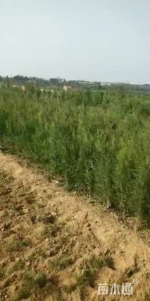 高度100厘米侧柏