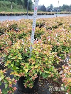 高度25厘米大花六道木