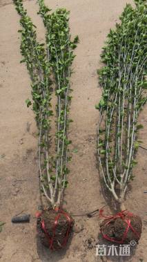 高度100厘米木槿