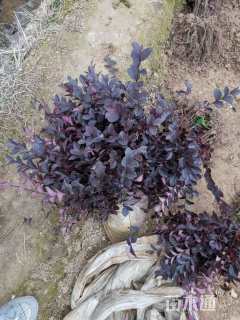 高度30厘米红花继木小苗