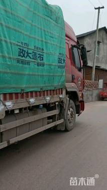 高度110厘米三角梅