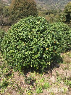 冠幅200厘米含笑球