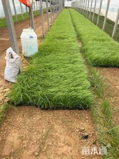 高度40厘米狼尾草