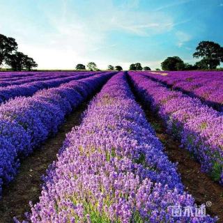 高度15厘米薰衣草