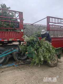 高度110厘米沙棘