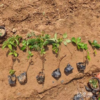 30厘米五叶地锦