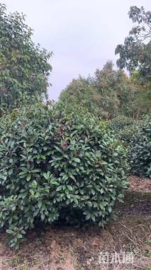 冠幅120厘米红叶石楠球