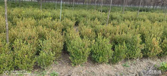 冠幅40厘米瓜子黄杨球