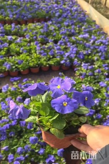 高度15厘米三色堇