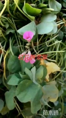 高度20厘米红花酢浆草