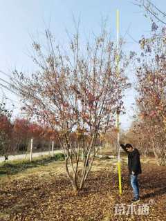 高度500厘米丛生茶条槭