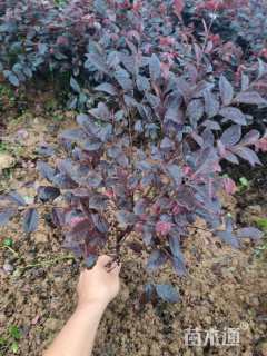 高度40厘米红花继木