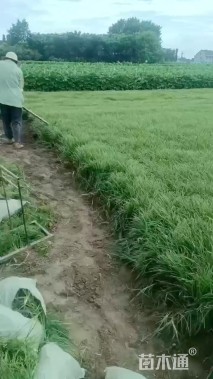 高度30厘米麦冬