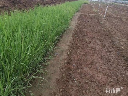 高度30厘米荻草