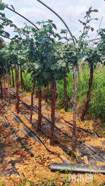 高度120厘米月季