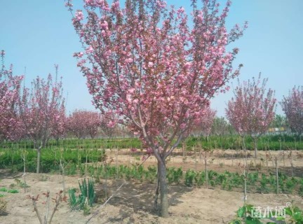 高度350厘米关山樱