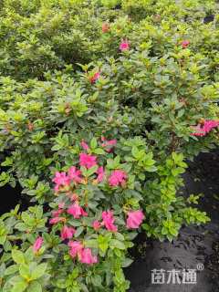 高度80厘米杜鹃