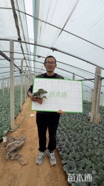 高度10厘米羽衣甘蓝